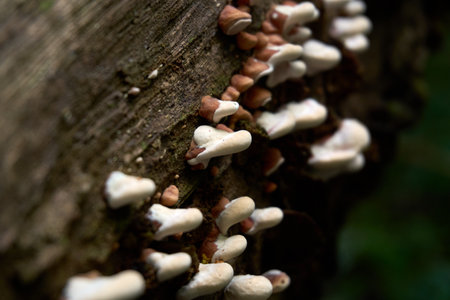 Close-up of bracket fungi on tree trunk. Known for ecological roles and potential health benefits in traditional medicine.の写真素材
