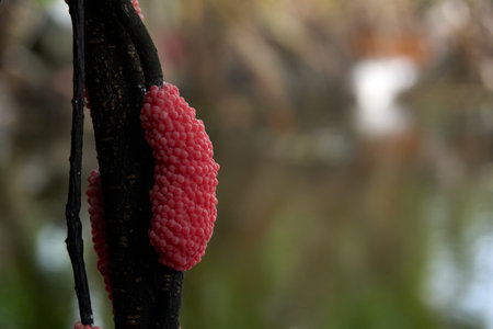 A vibrant cluster of pink apple snail (Pomacea canaliculata) eggs adheres to a dark branch, a vivid and interesting sight in its natural habitat.の写真素材