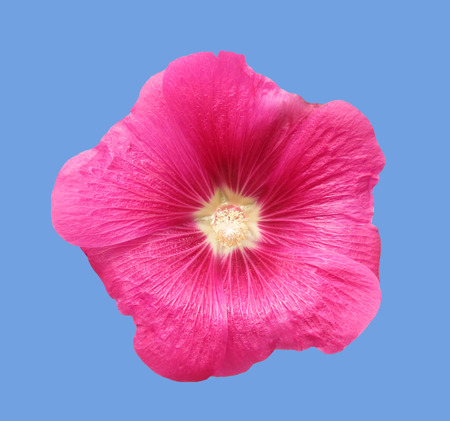 Large bright pink mallow flower on a solid blue background