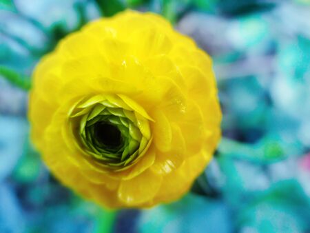 Yellow buttercup flower on a soft bokeh blue backgroundの写真素材