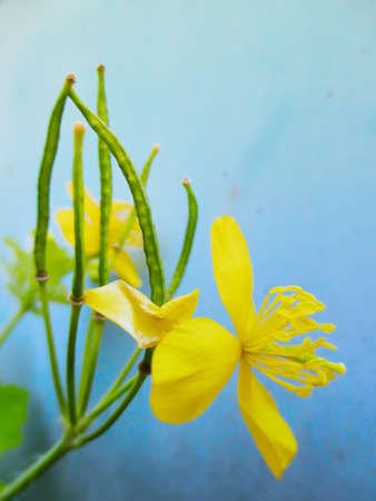 Yellow-flowered greater celandine plant of the poppy familyの写真素材