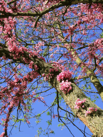 Judas-tree, pink spring flowers on a tree on background blue sky