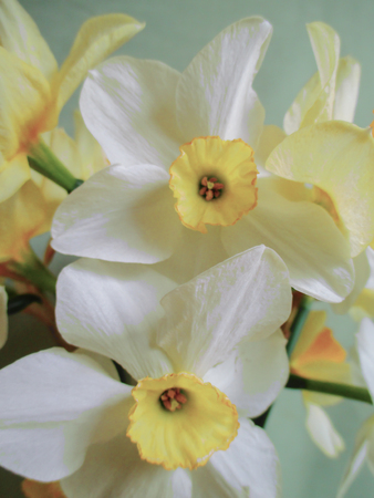 White and yellow large flowers of narcissuses