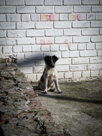 Black and white homeless puppy sitting on the background of brick wallの写真素材