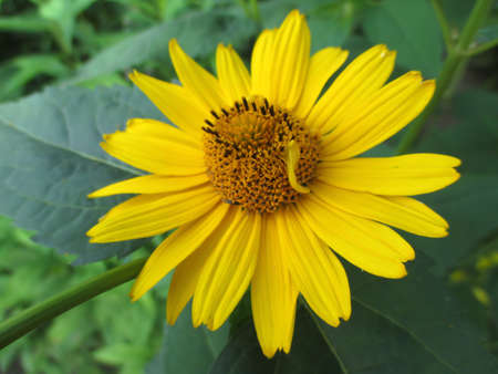 Closeup of a large yellow daisy