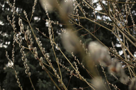 Spring buds pussy-willow on the tree