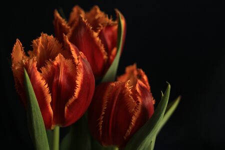 Close-up red tulips on a black backgroundの写真素材