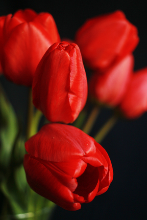 Close up red tulips on black backgroundの写真素材