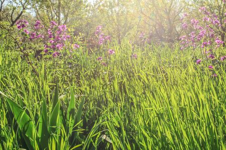 Field of vivid green grass and flowers in sunny dayの写真素材
