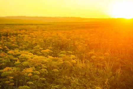 Field with meadow plants on the sunset. Landscape nature photo