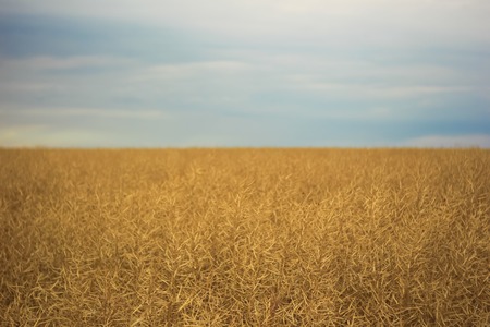 Field with soybeans under the blue sky. Landscape nature photoの写真素材