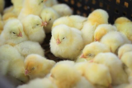 Small fluffy chickens in a basket