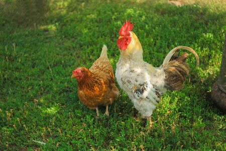 Big proud rooster and brown chicken standing on green lawn near the farmの写真素材