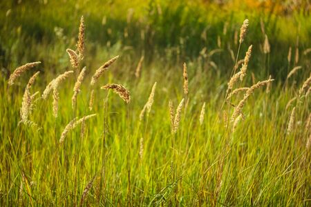 Green grass and spikelets on a sunny day