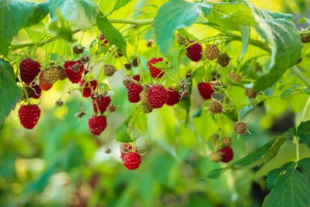 Close-up of the ripe raspberry in the fruit garden