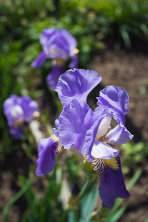 Iris blue flowers in the gardenの写真素材