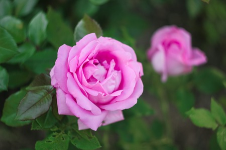Pink garden rose on a green background, summer flowerの写真素材