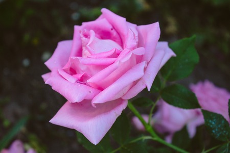 Pink rose on a dark background, garden fowerの写真素材