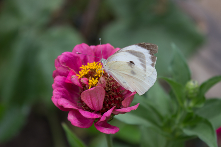 Plain white butterfly feeding on pink flower in gardenの写真素材