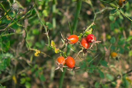 Close-up of dog-rose berries. Dog rose fruits. Rosa canina. Wild rosehips in nature.の写真素材