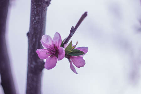 Blossoming spring tree branch, peach blossomの写真素材