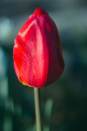 Red tulip on dark background - close upの写真素材