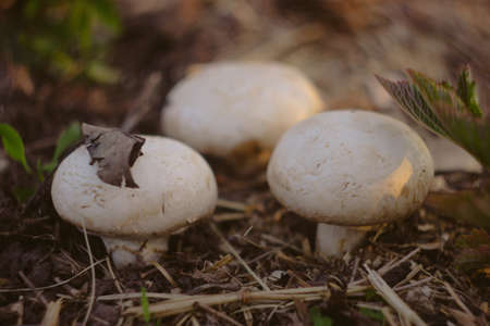 White mushrooms grow on the ground