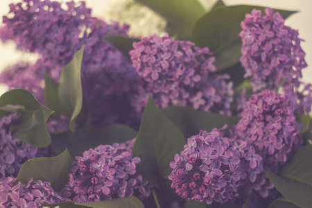 Bouquet of lilac close-up, flowers of lilac macro shooting