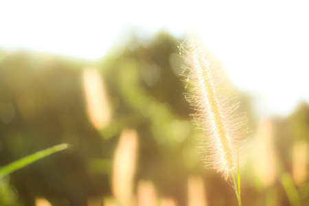 Grass that seem useless, but it is beautiful in itself 