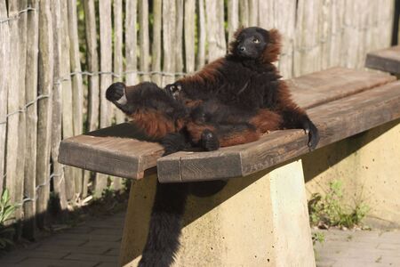 a male vari or red lemur bathing in the sunの写真素材