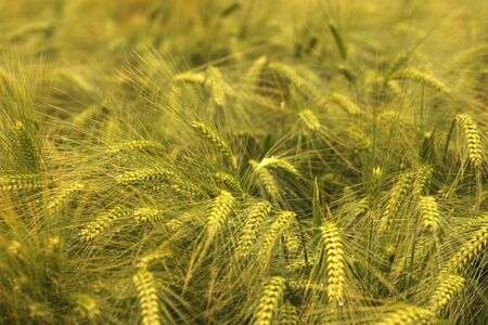close up of a field of golden barley
