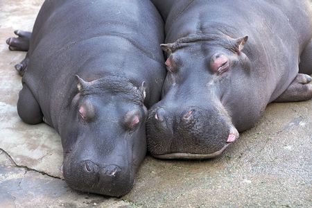 hippopotamus couple resting togetherの写真素材