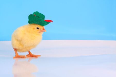 One day cute chicken with green velvet hat at the studio simulated polar sceneの写真素材