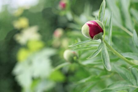 Peony bud in the garden row. Shallow depth of field, focus on the bud. Blurred background.の写真素材