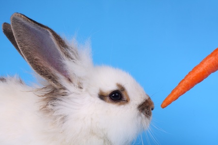 Fluffy rabbit and carrot against the blue backgroundの写真素材