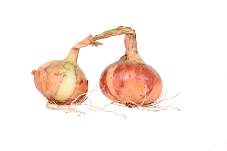 Studio shot of two organic onions extracted from groundの写真素材