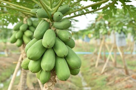 Papaya fruit on papaya tree in farm. green papaya on tree.の写真素材