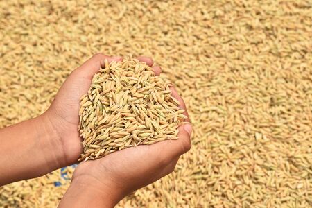 Farmers hands holding paddy after harvesting rice.の写真素材