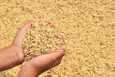Farmers hands holding paddy after harvesting rice.の写真素材