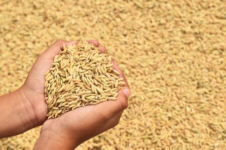 Farmers hands holding paddy after harvesting rice.