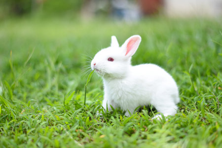 Beautiful white rabbit is eating grass in the field.white rabbit in the garden.の写真素材