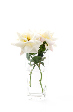 white rose on isolated backgroundの写真素材
