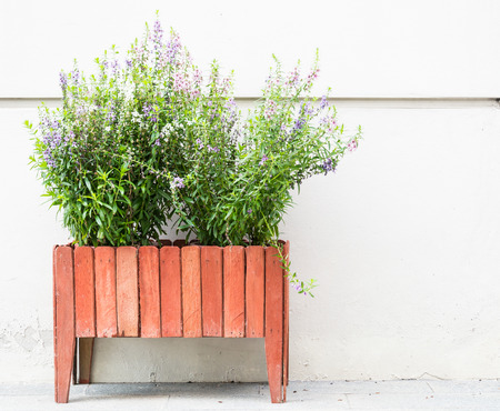 flower isolated on white backgroundの写真素材
