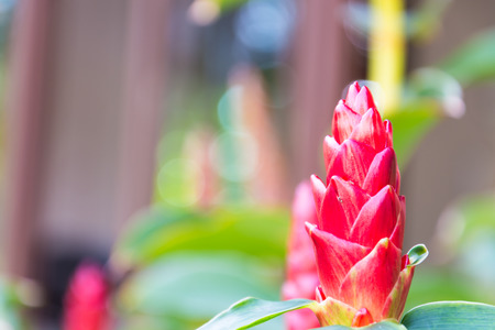 flower isolated on white backgroundの写真素材