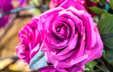 pink rose blooming in gardenの写真素材