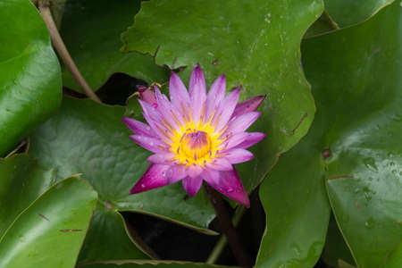 Beautiful lotus in the lotus gardenの写真素材