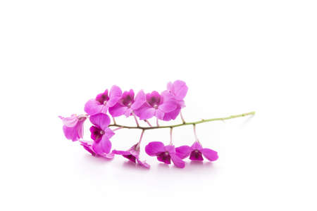 orchid isolated on white blackbackgroundの写真素材