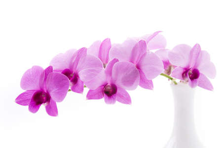 orchid isolated on white blackbackgroundの写真素材