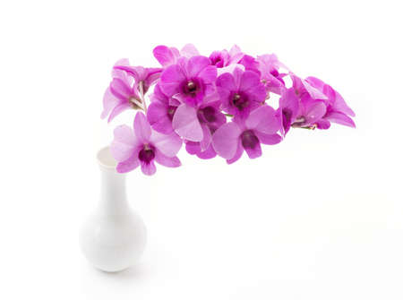orchid isolated on white blackbackgroundの写真素材