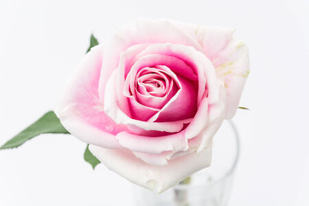 white and pink rose isolated on white backgroundの写真素材
